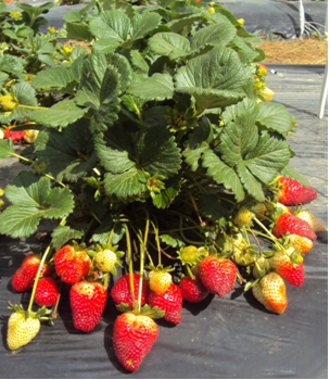 adubação de cálcio para morangueiro