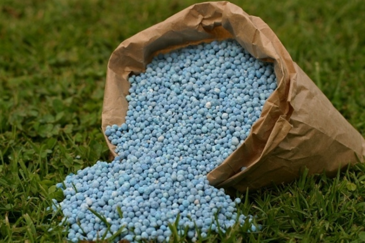 Guia completo de fertirrigação para morangos