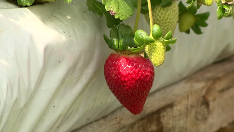 Os perigos do excesso de potássio na cultura do morango
