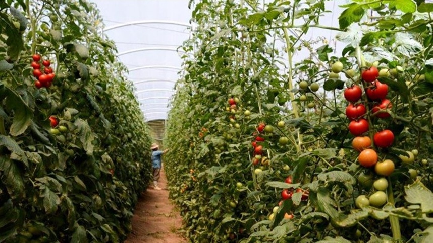 Nitrato de Cálcio vs. Calcário: Qual a melhor opção para seu tomateiro?