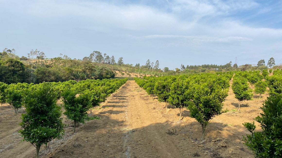 Diferenças entre deficiência de ferro e magnésio em citros
