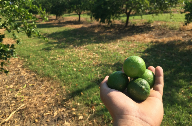 Adubação orgânica e sua contribuição para a disponibilidade de ferro