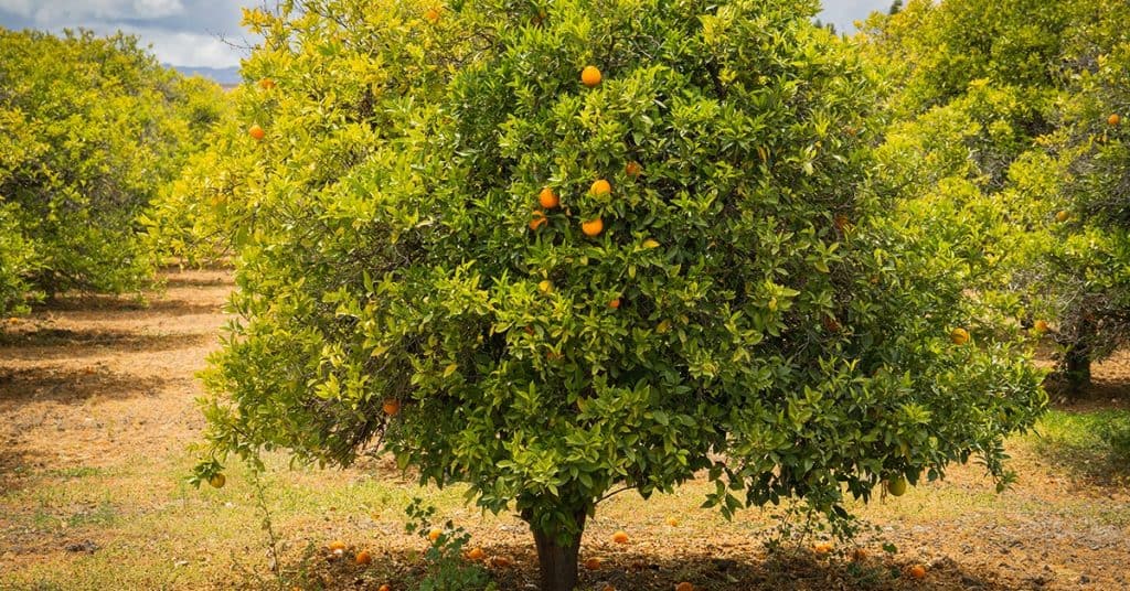 Como identificar e tratar a clorose férrica em citros