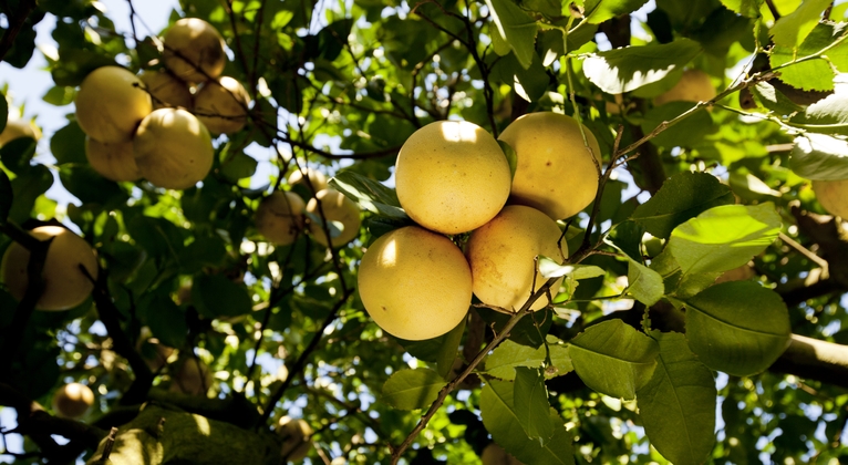 Manejo do pH do solo para otimizar a absorção de ferro em citros
