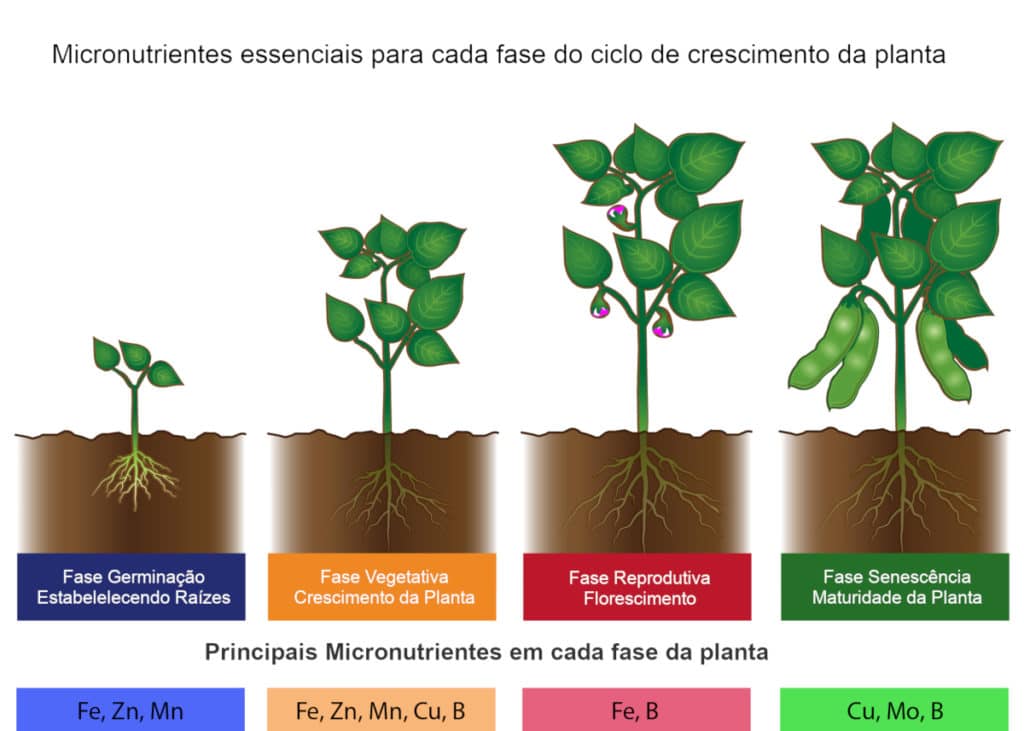 Como identificar deficiência de Boro em Tomates