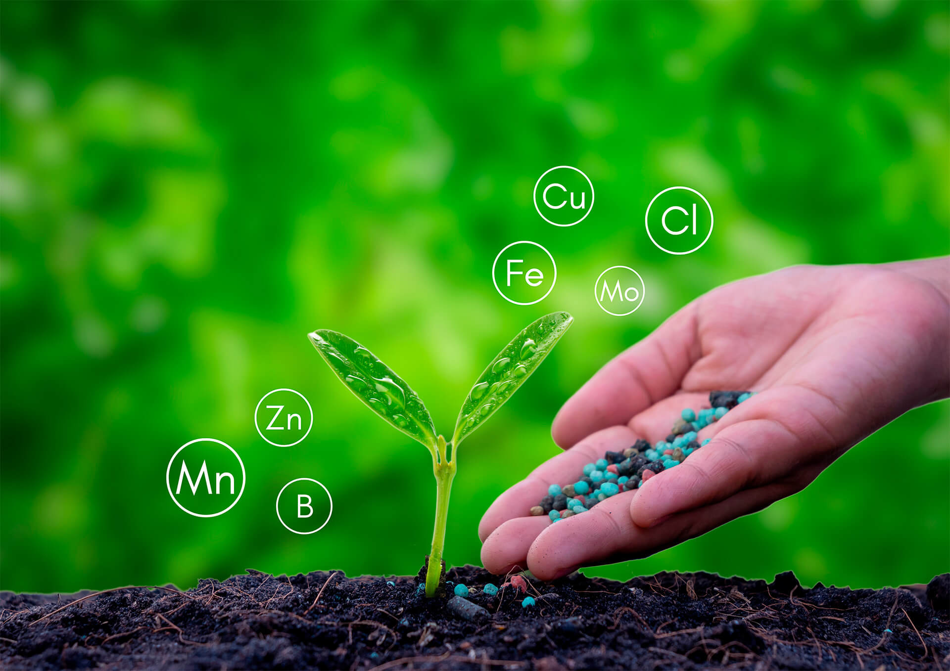 Zinco: Sintomas e Correção em Hortaliças