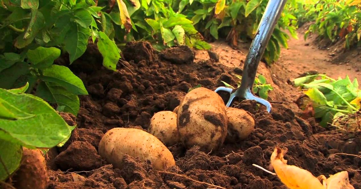 adubação de potássio para batata