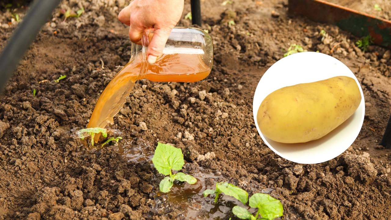 adubação de potássio para batata