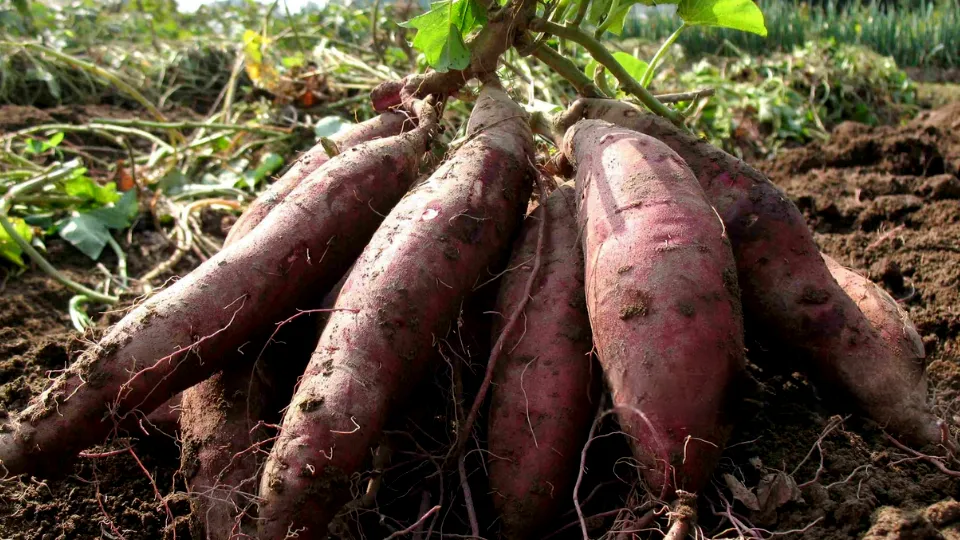 adubação de potássio para batata