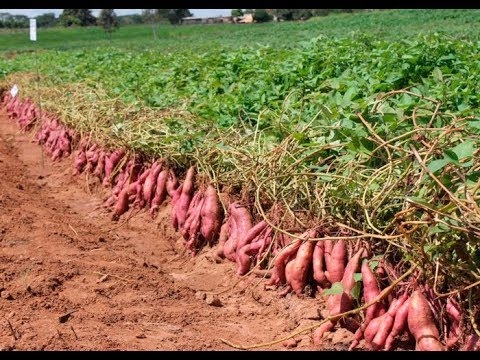 adubação de potássio para batata