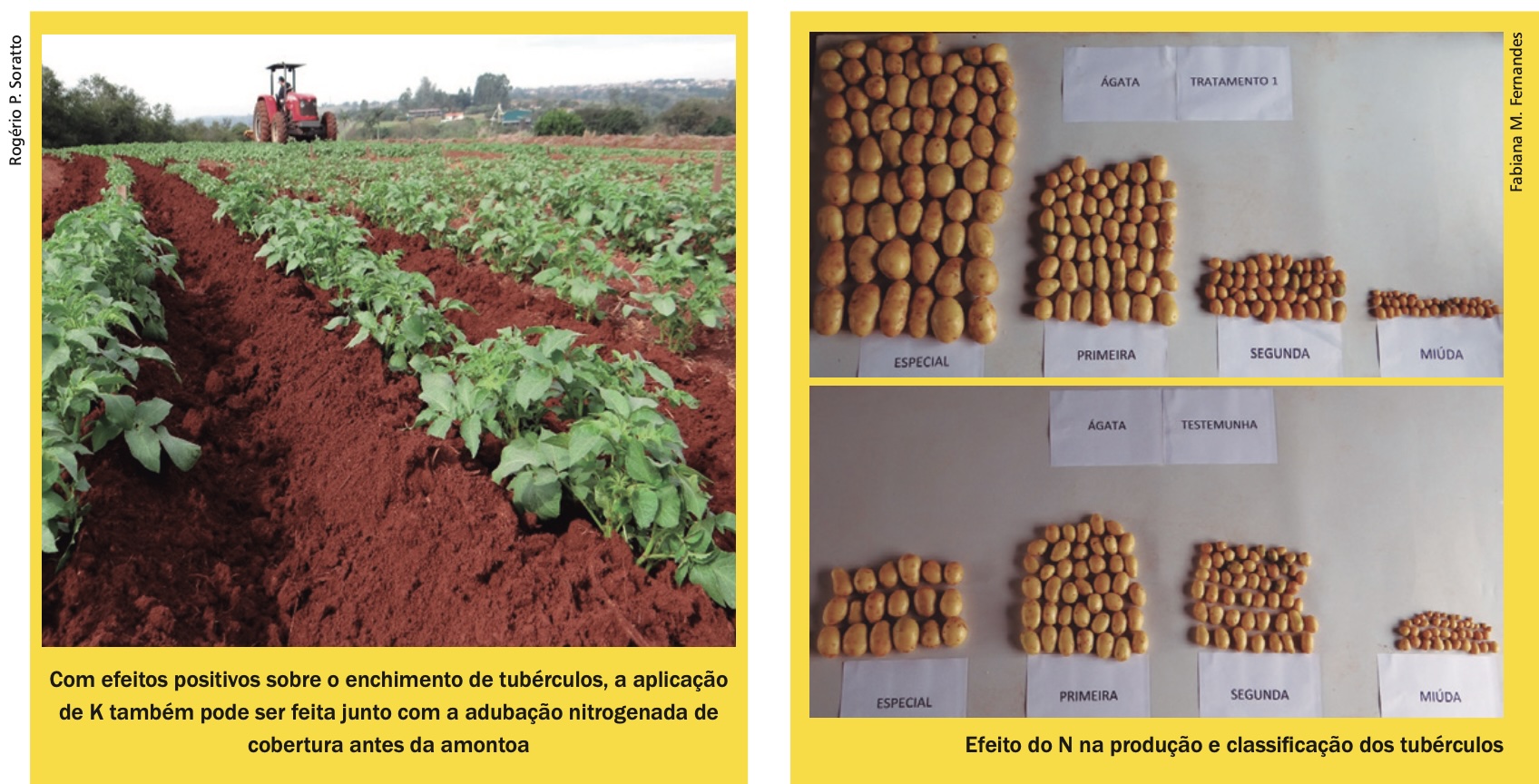 adubação de potássio para batata