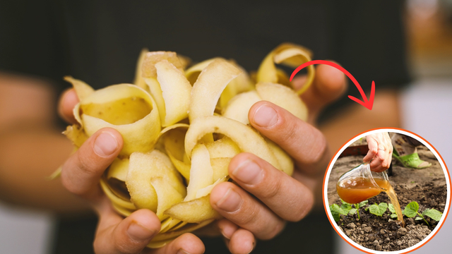 adubação de potássio para batata