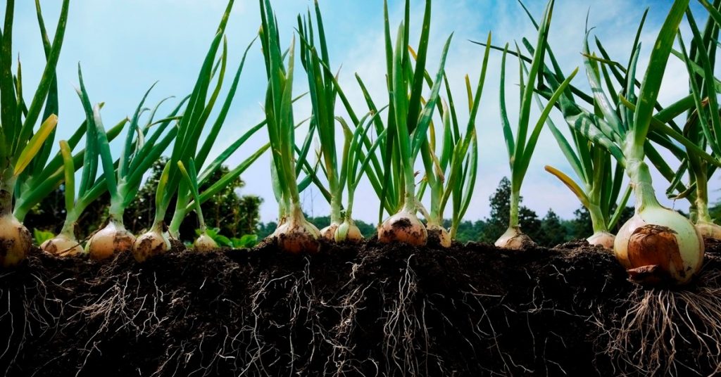 adubação de potássio para cebola