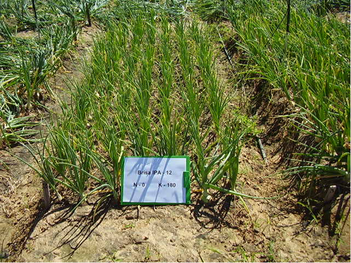 Como a análise de solo impacta a adubação de potássio na cebola