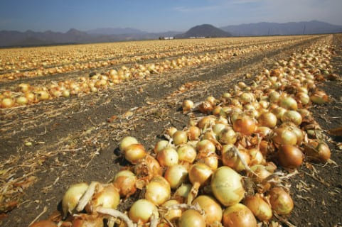 Entendendo o Cloreto de Potássio: Vantagens e Manejo