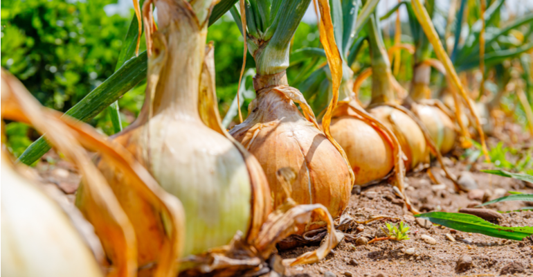 adubação de potássio para cebola