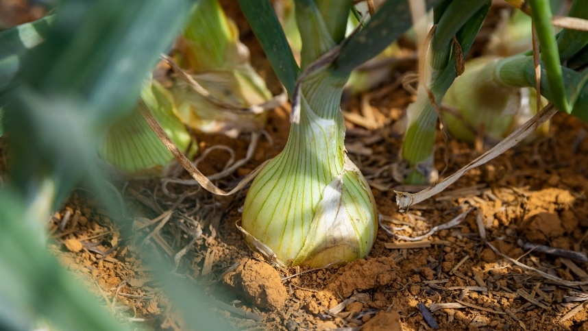Como a análise de solo impacta a adubação de potássio na cebola