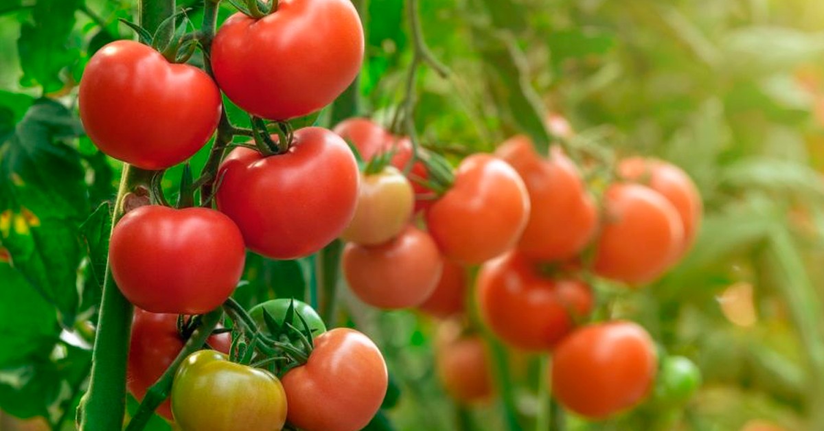 adubação de potássio para tomateiro