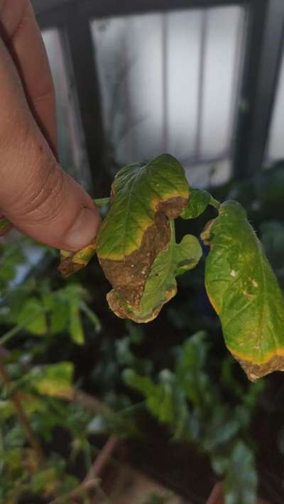 adubação de potássio para tomateiro