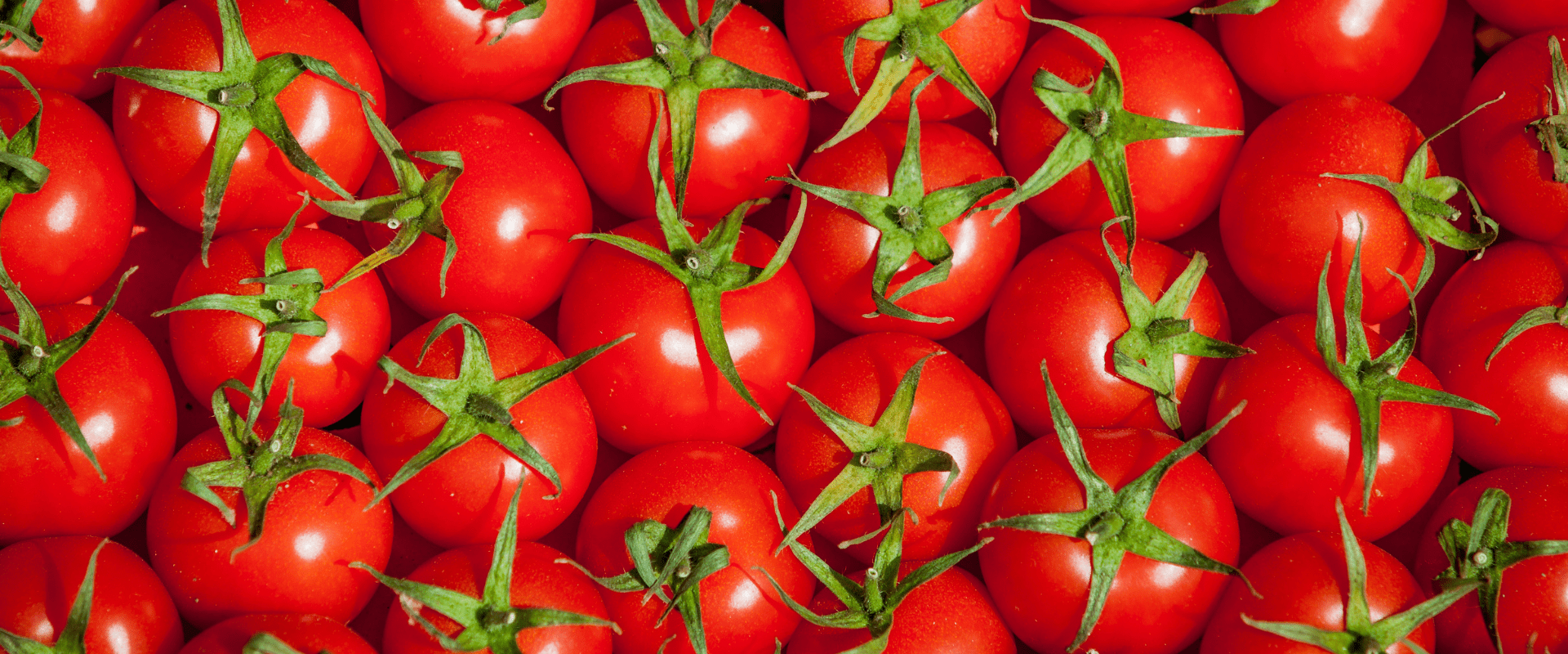 Cloreto, Nitrato ou Farinha de Osso? Escolha a Melhor Fonte de Potássio para Seu Tomate