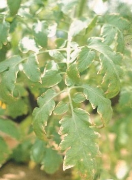 Evite Erros Comuns: O Manejo Correto do Potássio para Prevenir Doenças no Tomateiro