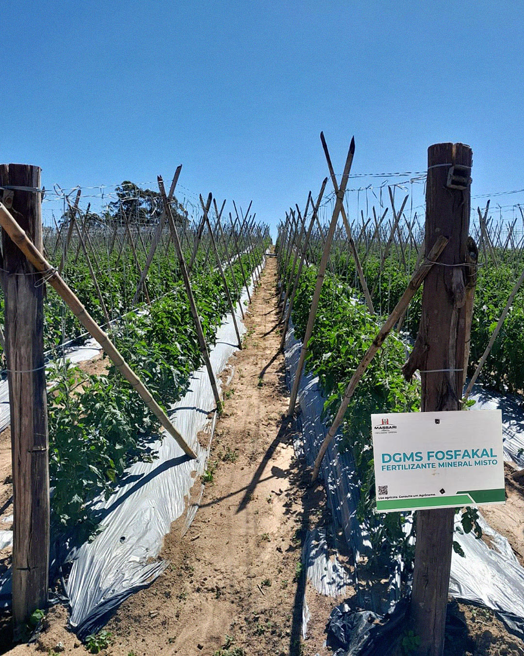 adubação de potássio para tomateiro