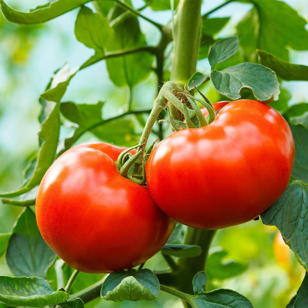 Guia Completo: Como Fazer a Adubação Potássica Perfeita para Tomateiros Saudáveis