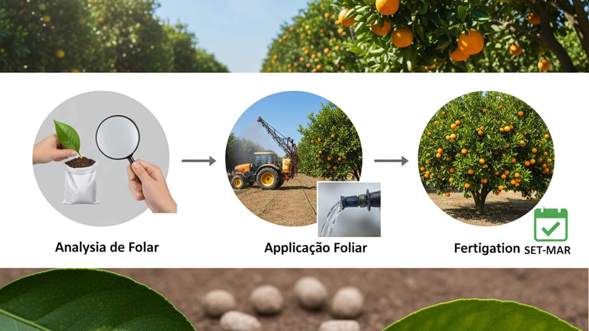 adubação foliar de magnésio para citros