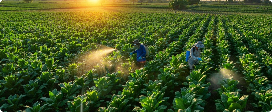 5 ideias de títulos:
1. Adubação Foliar de Magnésio: Guia Completo para Citros
2. Como Identificar e Corrigir a Deficiência de Magnésio em Laranjeiras
3. Melhores Fontes e Práticas para Adubação Foliar de Magnésio
4. A Importância do Magnésio na Frutificação dos Citros
5. Adubação Foliar vs. Solo: O Papel do Magnésio na Produtividade