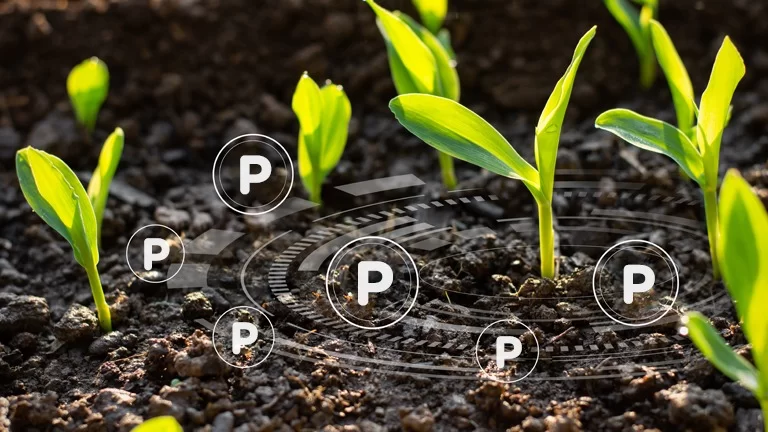adubação fosfatada para floração de frutíferas