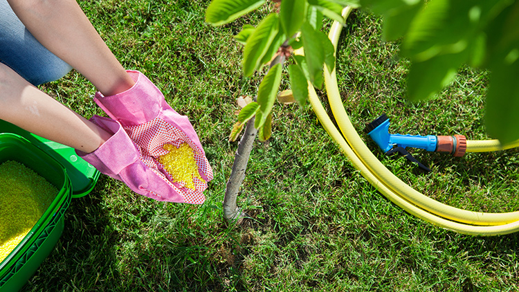 adubação fosfatada para floração de frutíferas