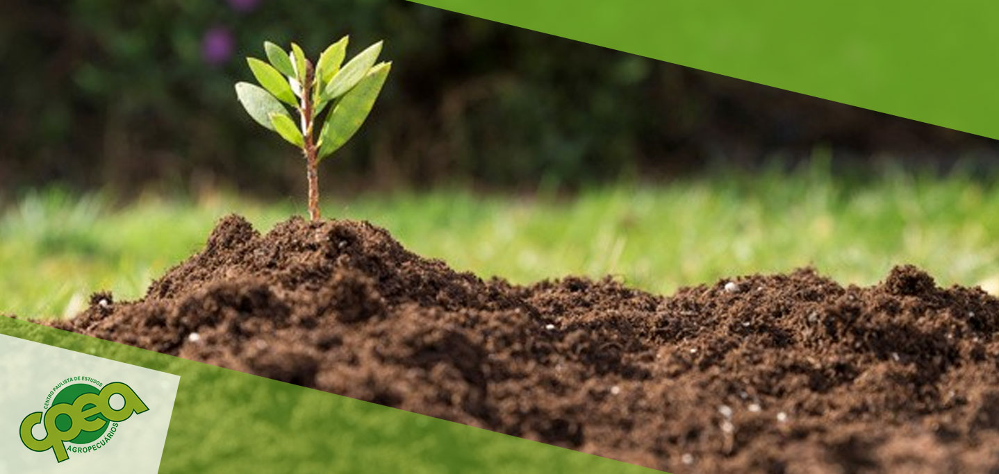 Farinha de Ossos: O Fertilizante Orgânico Essencial para Flores e Frutos