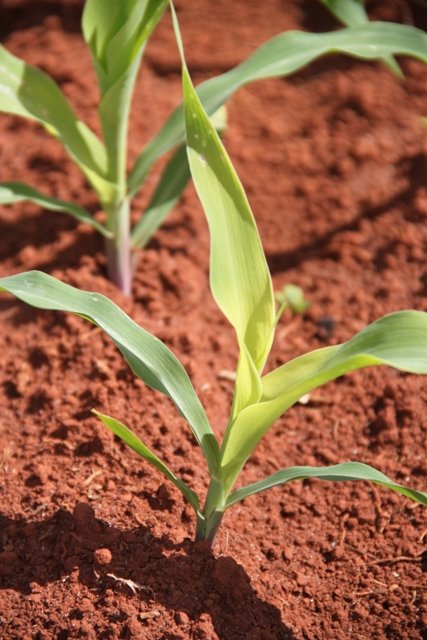 Calendário de Adubação para Frutíferas: Quando e Como Aplicar