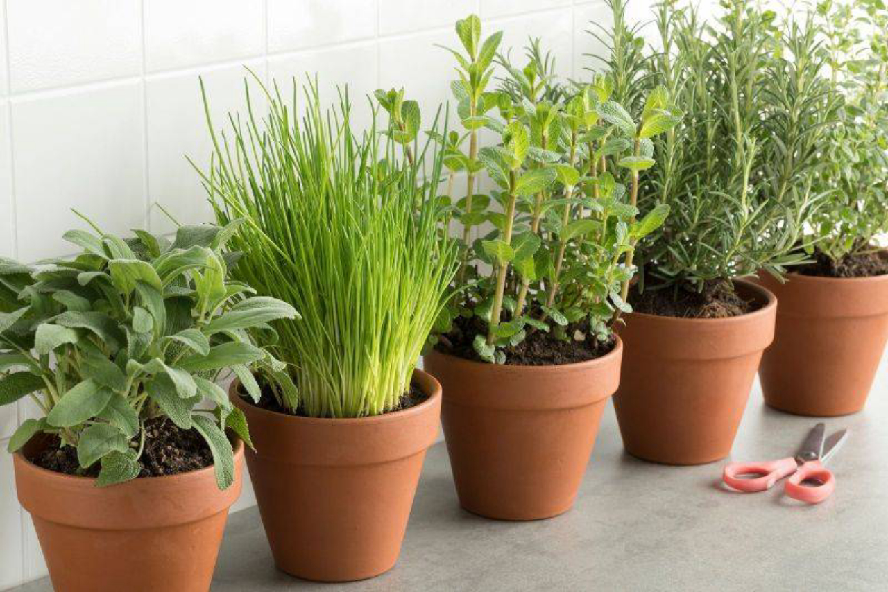 Receitas Caseiras de Fertilizantes Líquidos para Suas Plantas