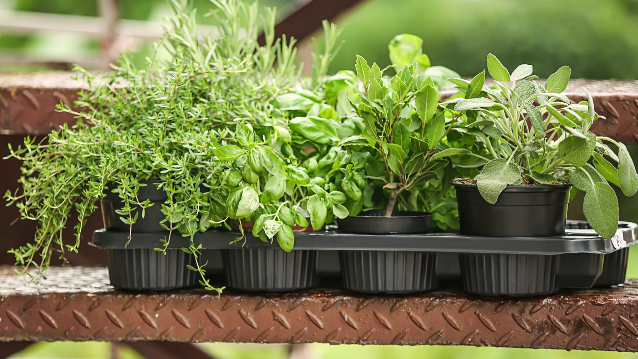 adubação para horta de ervas aromáticas