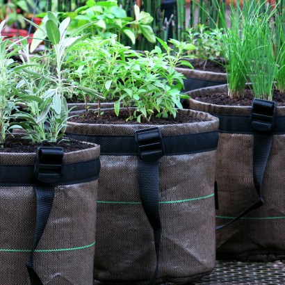 5 ideias de títulos:
1. Guia Completo: Adubação Orgânica para Ervas Aromáticas
2. Os Melhores Adubos Caseiros para sua Horta de Temperos
3. Frequência Ideal de Adubação: Mantenha suas Ervas Saudáveis
4. Dicas de Adubação por Tipo de Erva: Mediterrâneas vs. Anuais
5. Como Aplicar Adubo Orgânico Corretamente em Ervas Aromáticas