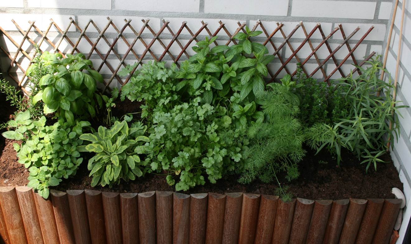 adubação para horta de ervas aromáticas