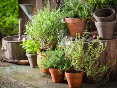 5 ideias de títulos:
1. Guia Completo: Adubação Orgânica para Ervas Aromáticas
2. Os Melhores Adubos Caseiros para sua Horta de Temperos
3. Frequência Ideal de Adubação: Mantenha suas Ervas Saudáveis
4. Dicas de Adubação por Tipo de Erva: Mediterrâneas vs. Anuais
5. Como Aplicar Adubo Orgânico Corretamente em Ervas Aromáticas