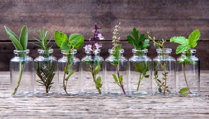 adubação para horta de ervas aromáticas