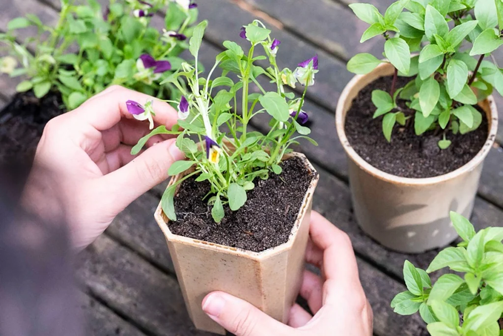 Como Escolher o NPK Certo para Sua Horta em Vaso