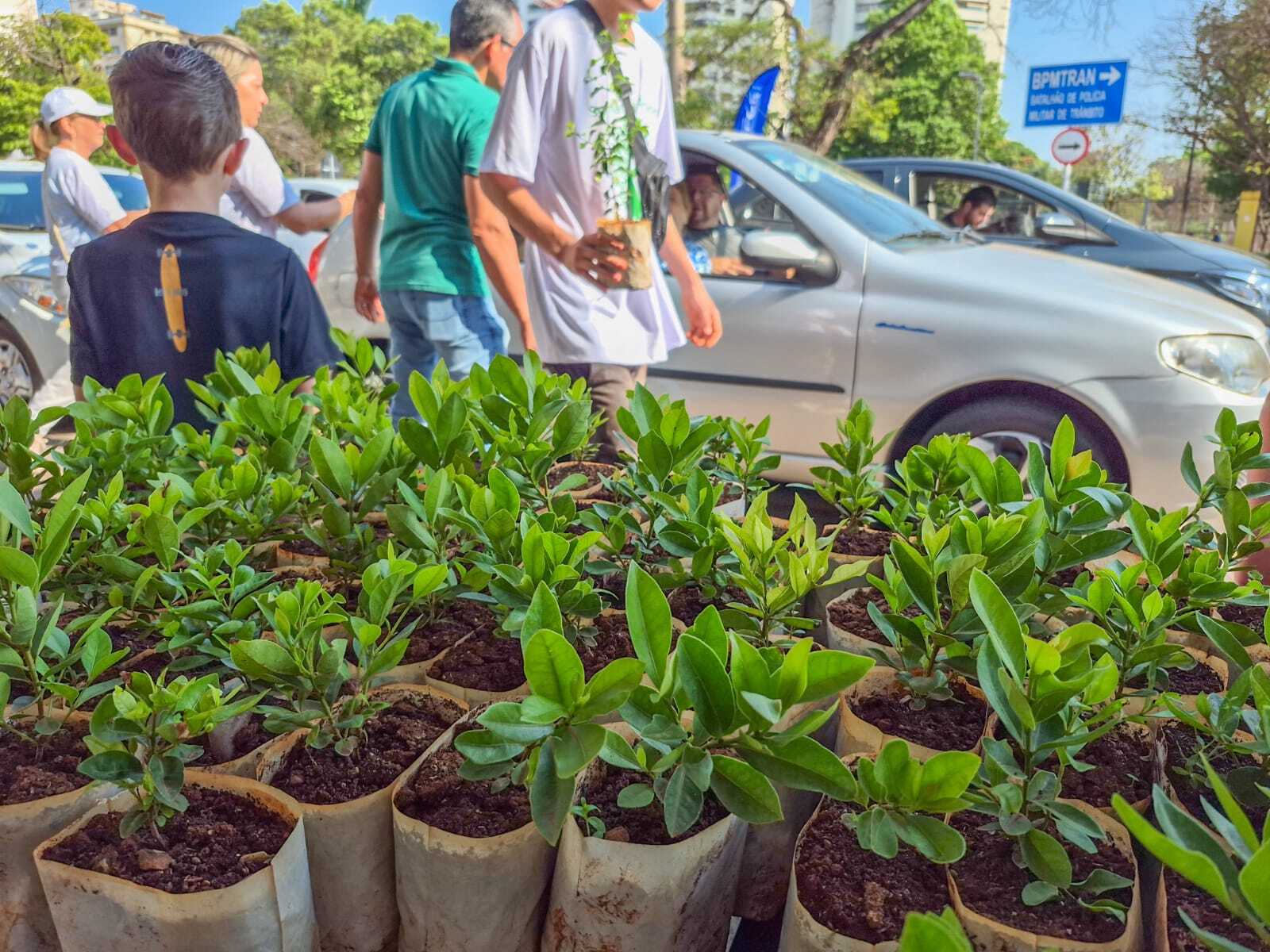 Adubação de Frutíferas em Vasos: O Segredo para Colheitas Abundantes
