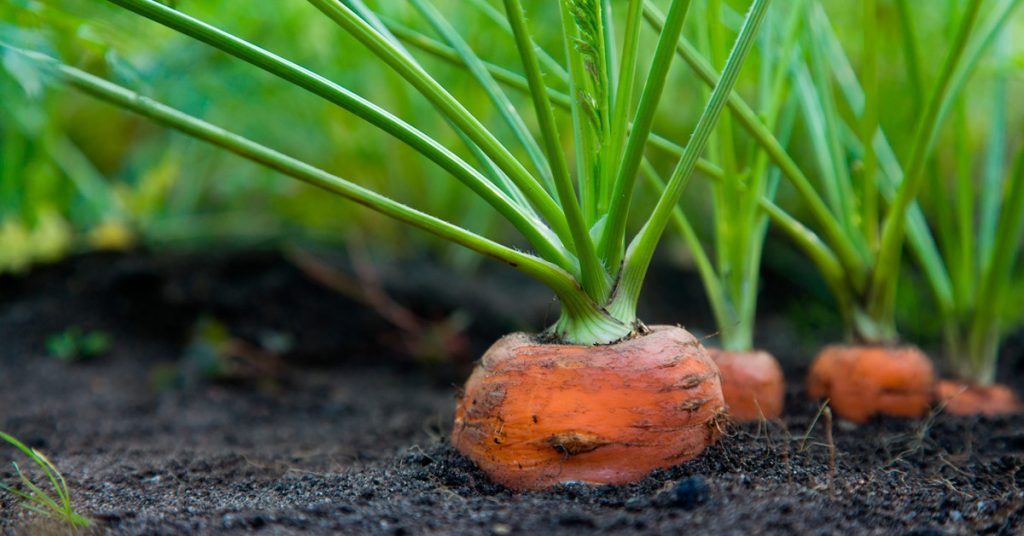 adubação potássica para hortaliças de raiz