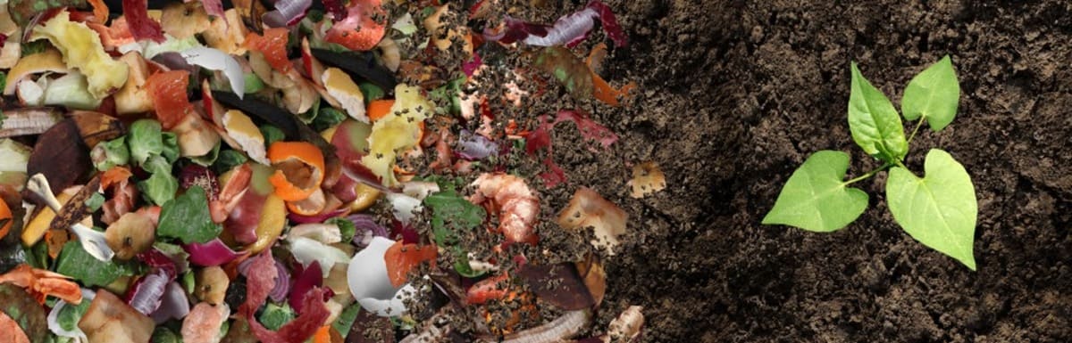 adubo caseiro rico em nitrogênio