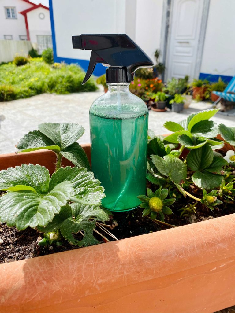 adubo de algas marinhas caseiro