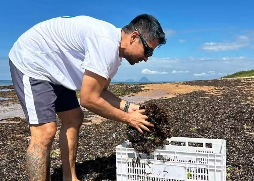 5 ideias de títulos:
1. Adubo de Algas Marinhas Caseiro: Guia Completo para um Jardim Saudável
2. Transforme Algas em Ouro para suas Plantas: Receitas e Benefícios
3. Extrato Líquido de Algas: O Segredo para Raízes Fortes e Plantas Resistentes
4. Mulching com Algas: Nutrição e Umidade para sua Horta
5. Algas Marinhas na Jardinagem: Um Guia Essencial para Iniciantes