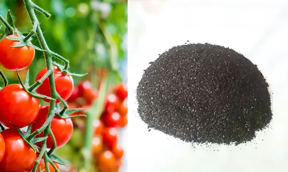 adubo de algas marinhas caseiro