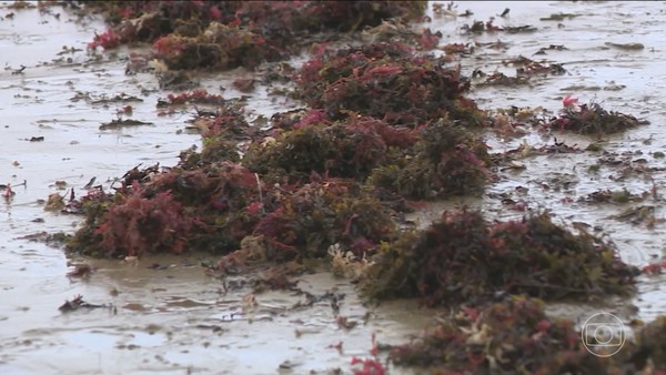 adubo de algas marinhas caseiro