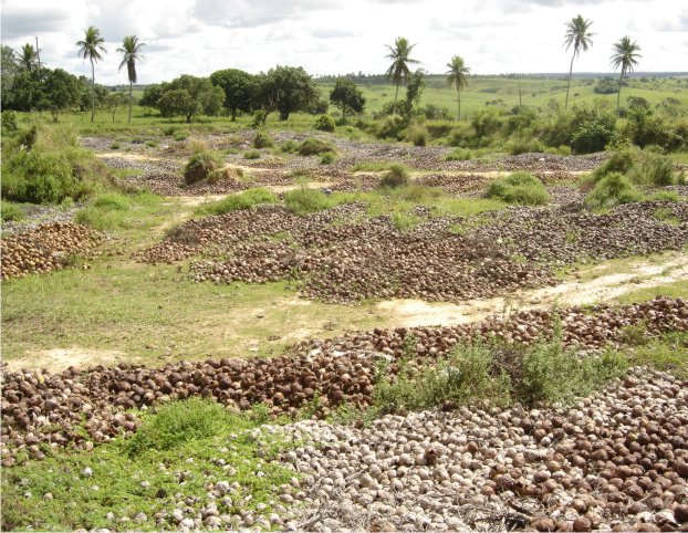 5 Maneiras de Usar Fibra de Coco na sua Horta
