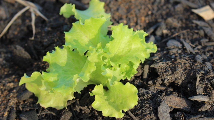 5 ideias de títulos:
1. Esterco de Coelho: O Ouro Negro para Sua Horta
2. Guia Completo: Como Utilizar Esterco de Coelho para um Jardim Saudável
3. Esterco de Coelho vs. Outros Adubos: Qual o Melhor para Suas Plantas?
4. Os Segredos do Esterco de Coelho: Nutrição e Cuidado do Solo
5. Transforme Sua Horta com Esterco de Coelho: Dicas Práticas e Benefícios