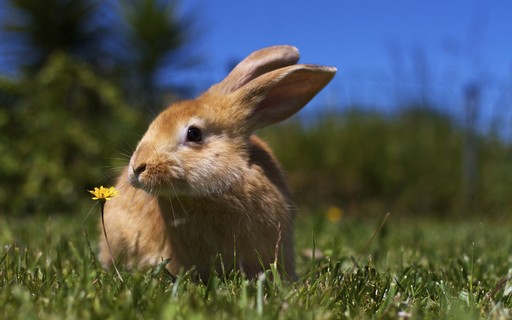 adubo de esterco de coelho benefícios